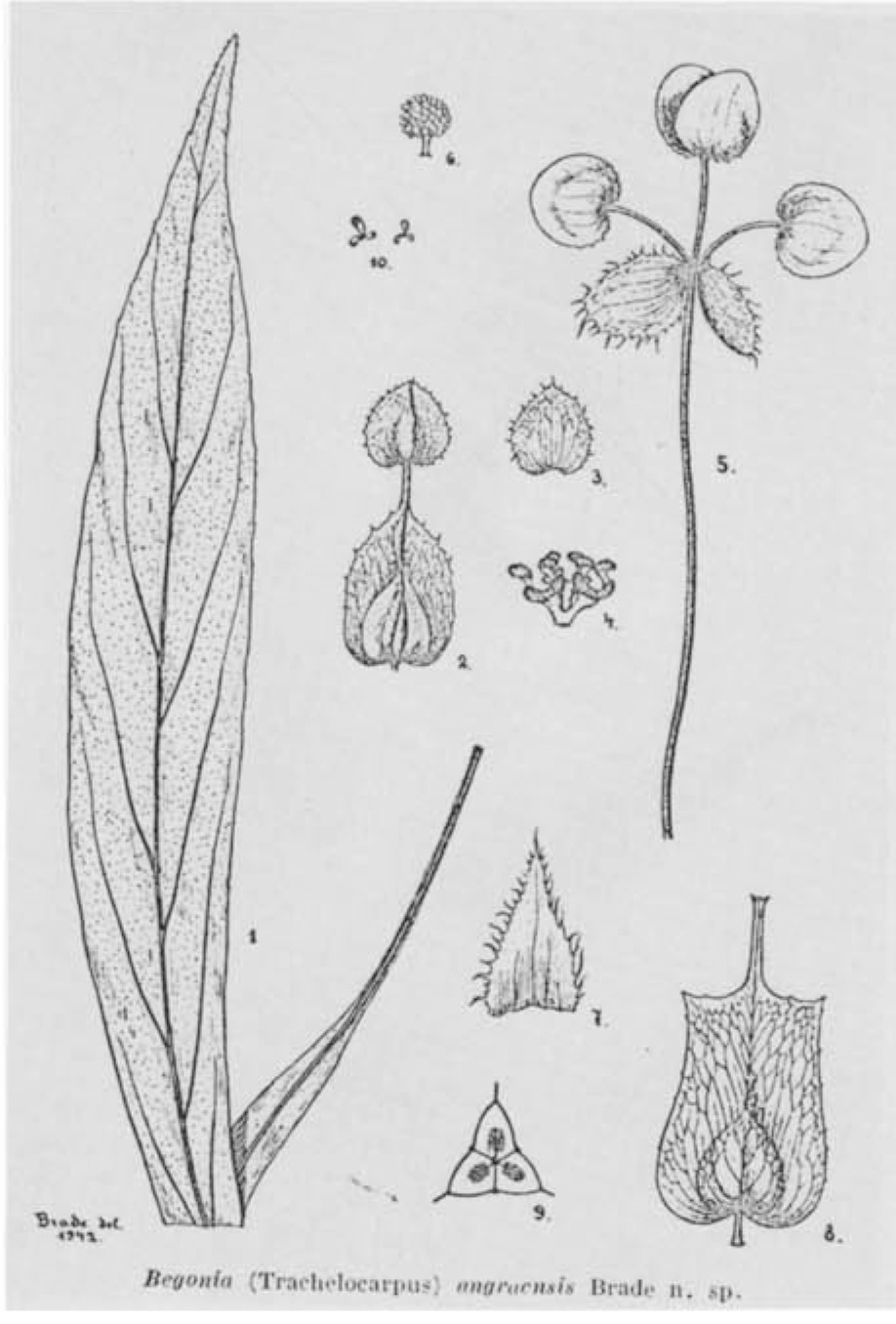 B. angraensis